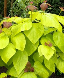 Catalpa bignoides Aurea - Golden Indian Bean Tree - LARGE