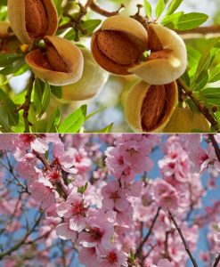 Prunus dulcis - Patio Almond Tree