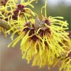 Hamamelis intermedia Yamina - Bronze Leaf Witch Hazel - LARGE Specimen